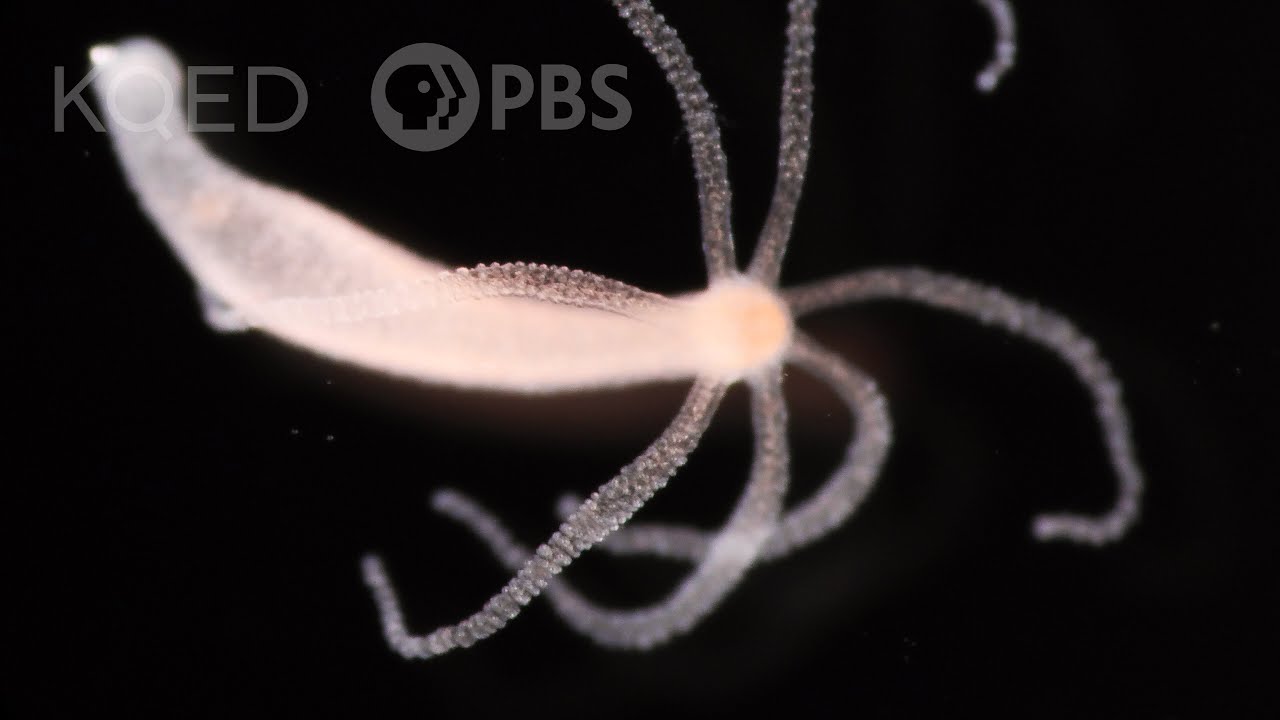 The freshwater hydra has otherworldly ability to heal itself