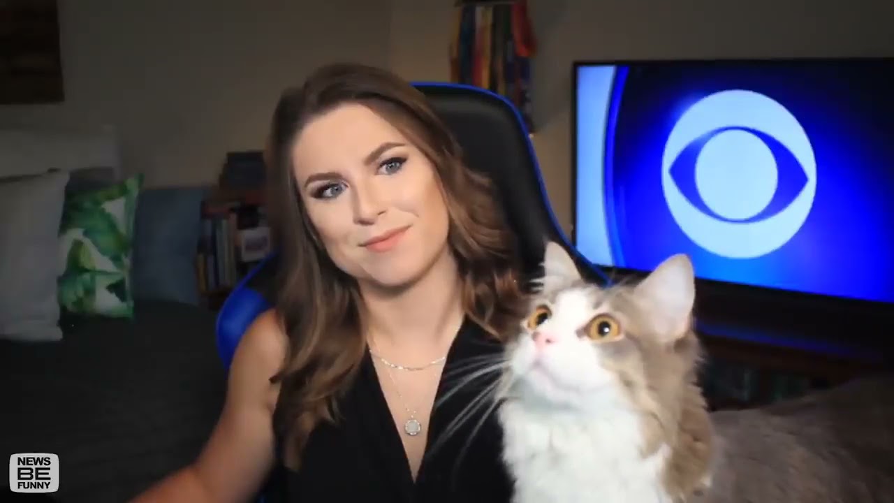 Cat interrupts the news to stare at a fly.