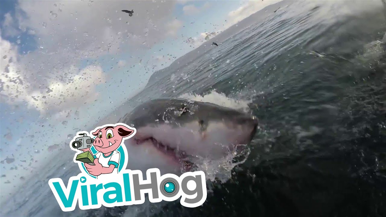 Up close with a great white shark.