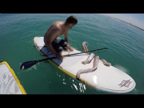 Giant squid messin around with surfboard.