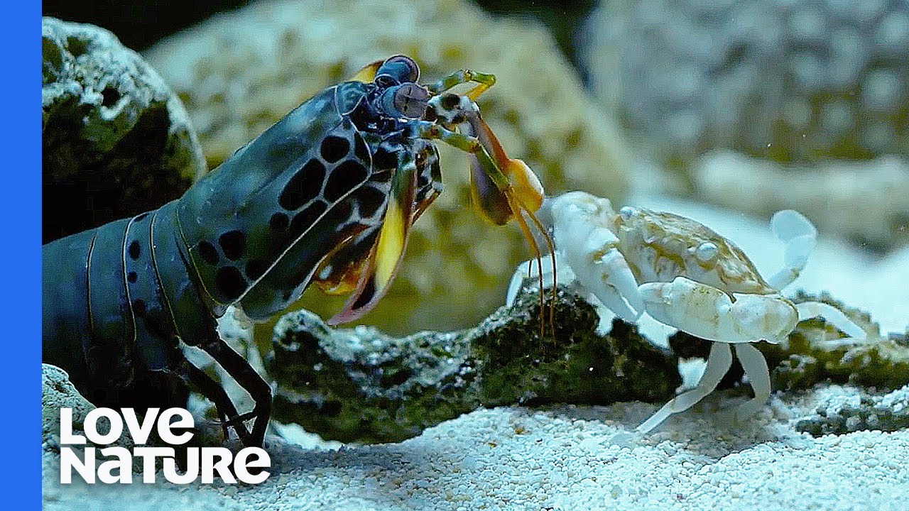 Peacock mantis shrimp punches off crab's arm