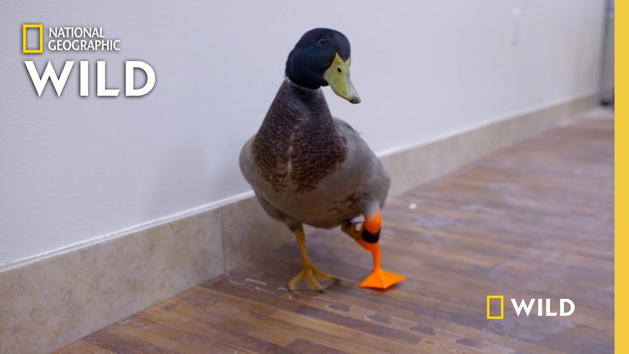 Pet duck gets a prosthetic leg