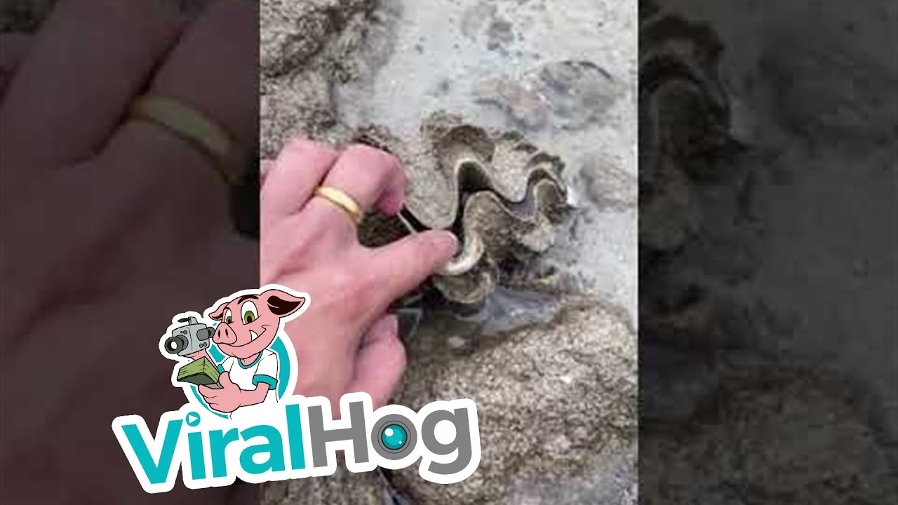 Shell gives curious beachgoer a surprise