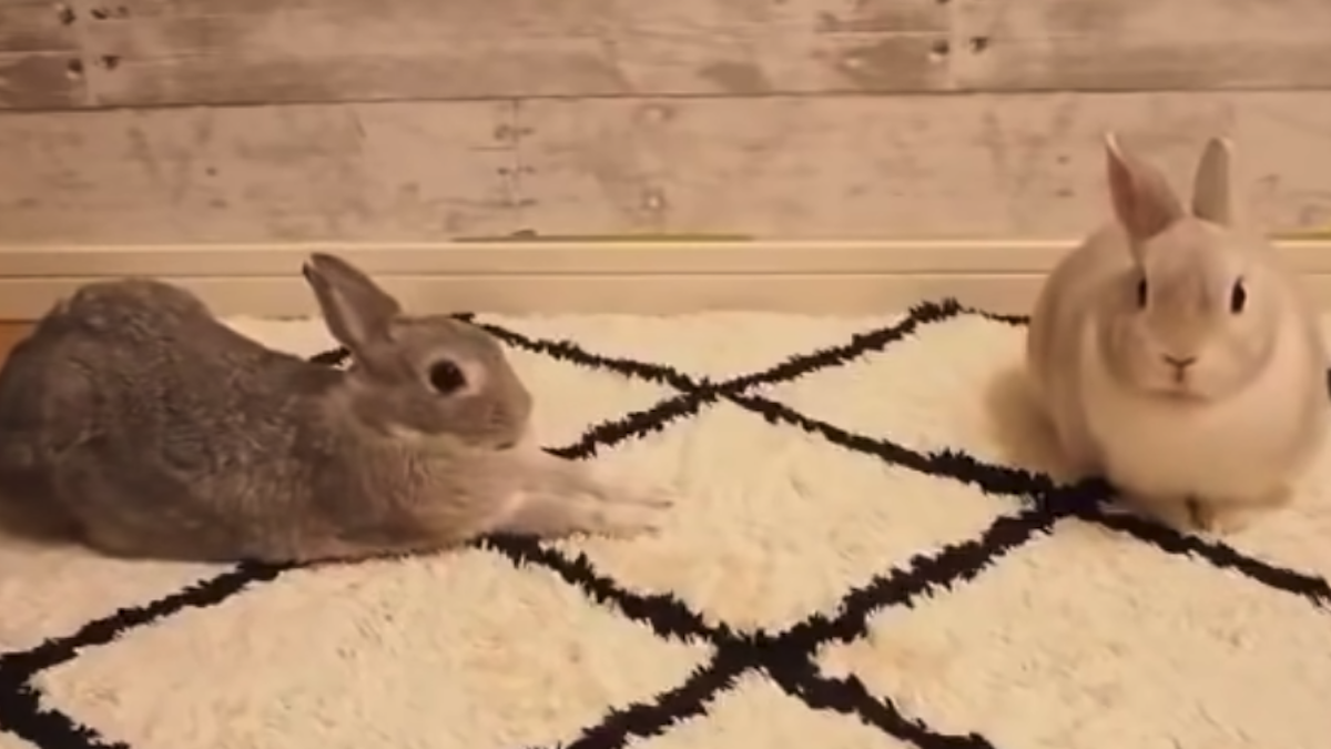 Rabbit howto guide for sneaking kisses