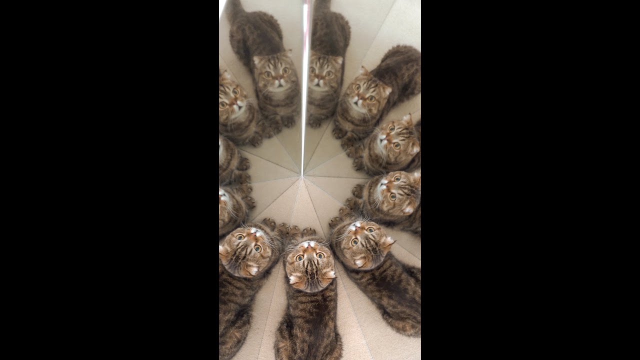 Cats take mirror intelligence test