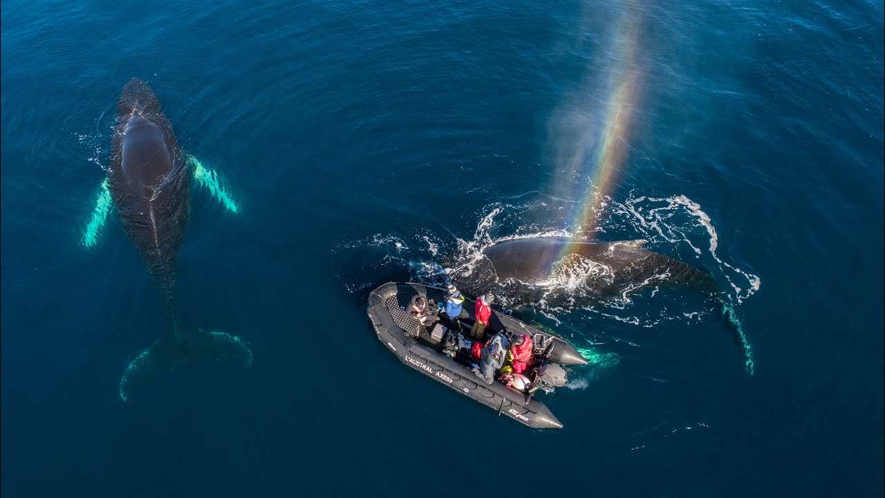 Filmmaker says this is the most incredible whale encounter of her career