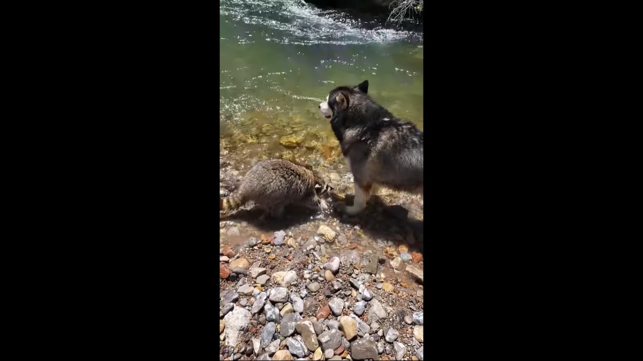 Watch this raccoon speak Husky.