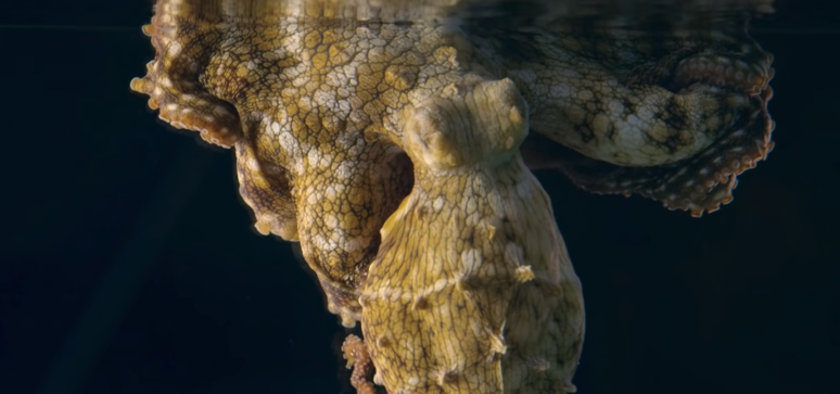 giant mood changing octopus