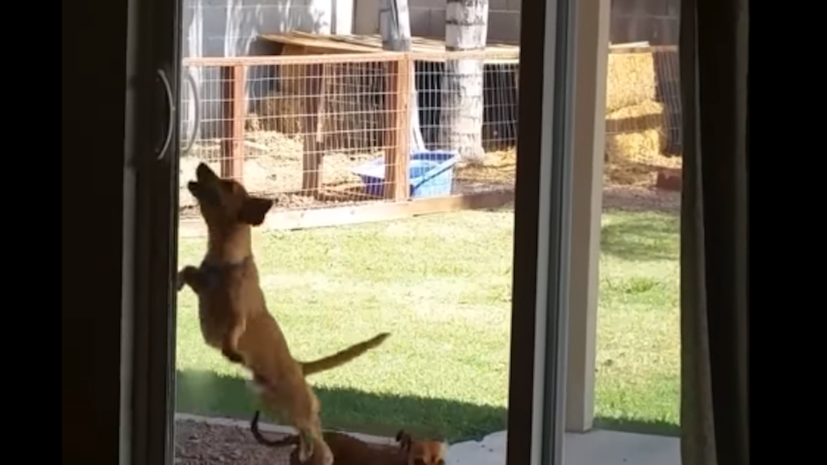 This little dog opening a sliding door is the most inspiring thing you
