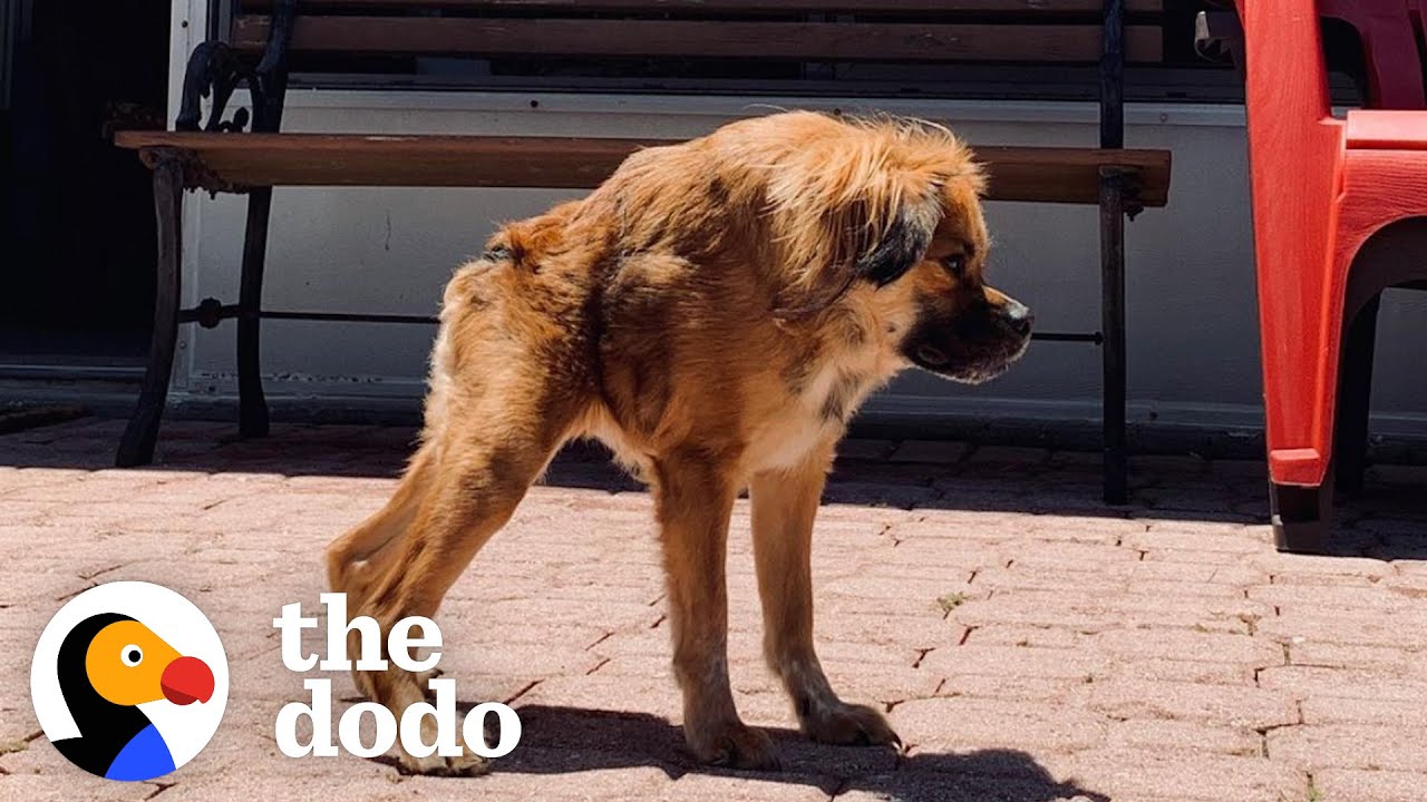 Dog with rare short spine syndrome gets forever home.