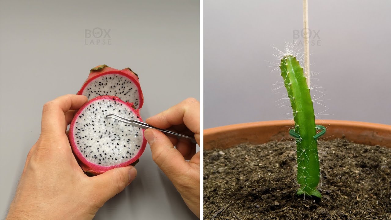 Dragon fruit timelapse from seed to cactus in 113 days.