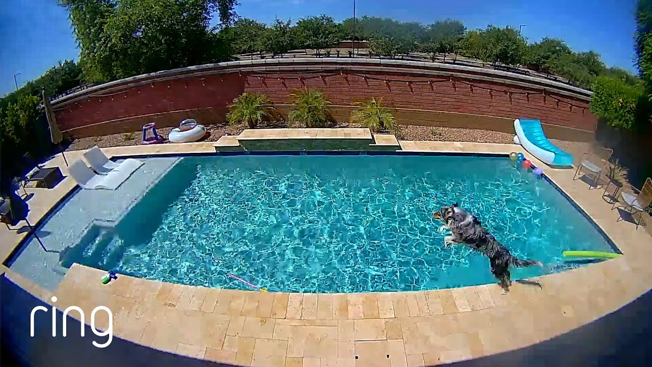 Ring captures dog's secret life.