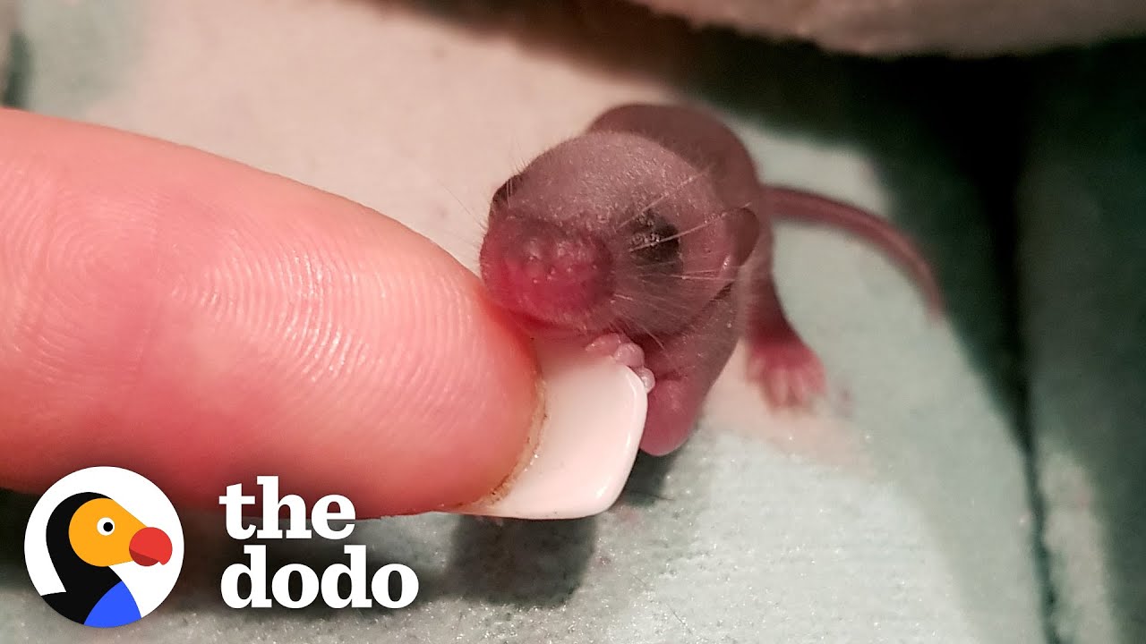 Rescue mouse gets tiny house complete with meal service.