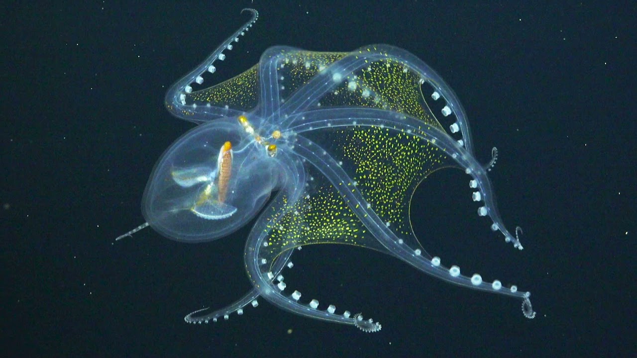 Rare video of glass octopus.