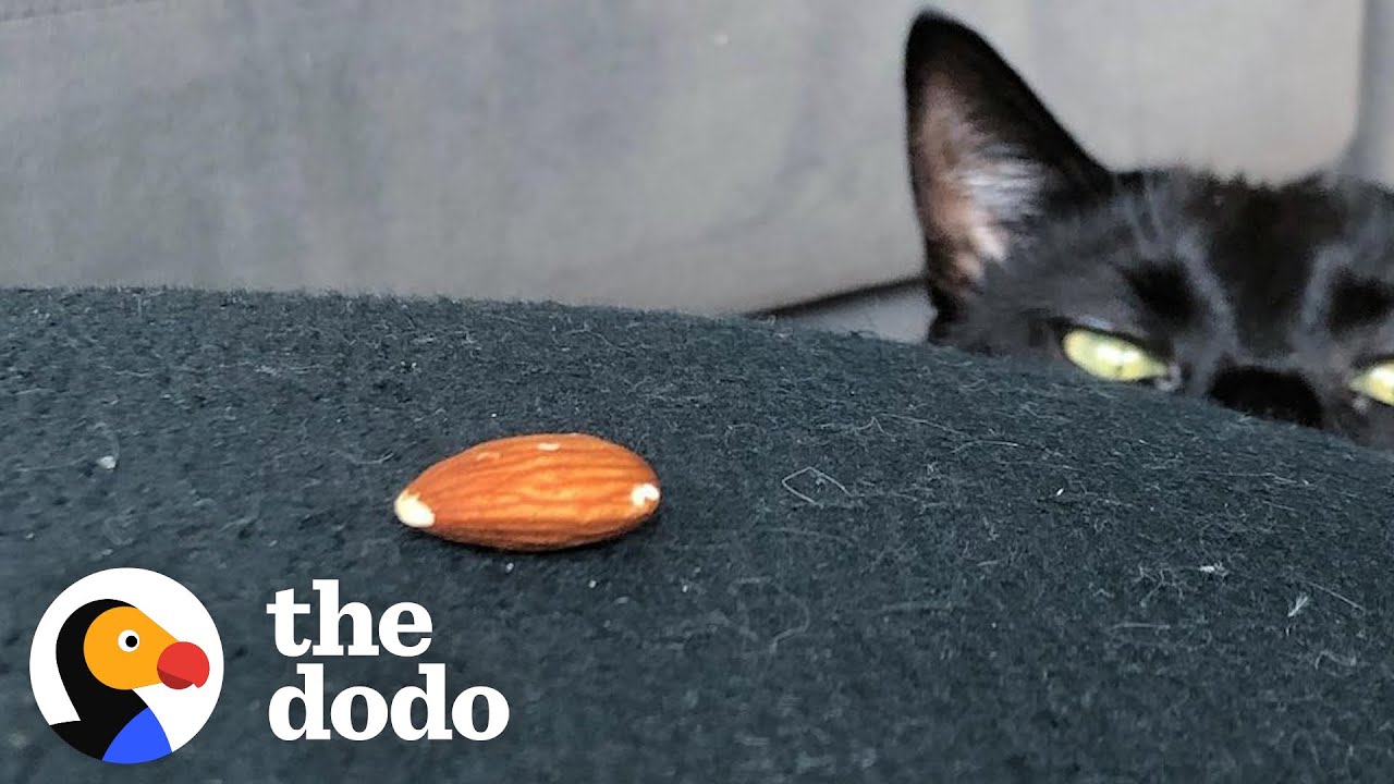 Extra fluffy black cat is obsessed with her almond.
