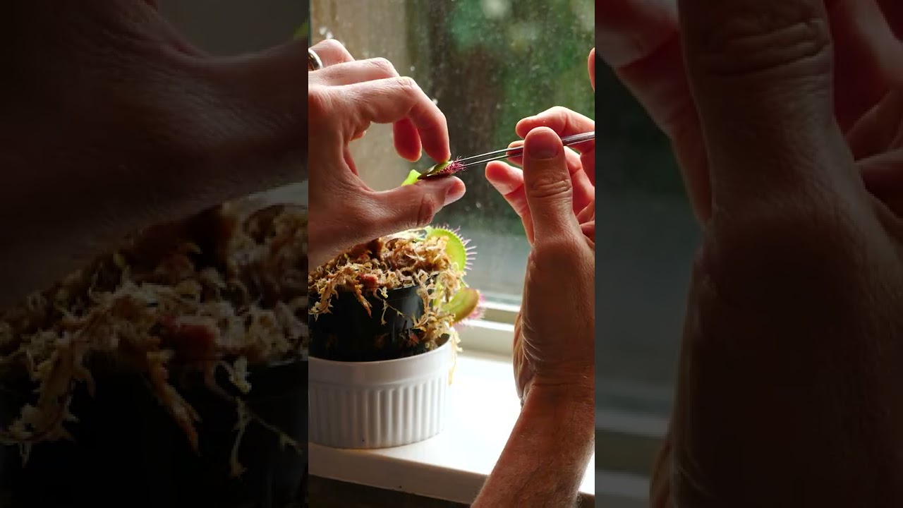 Feeding Venus flytrap candy instead of flies.