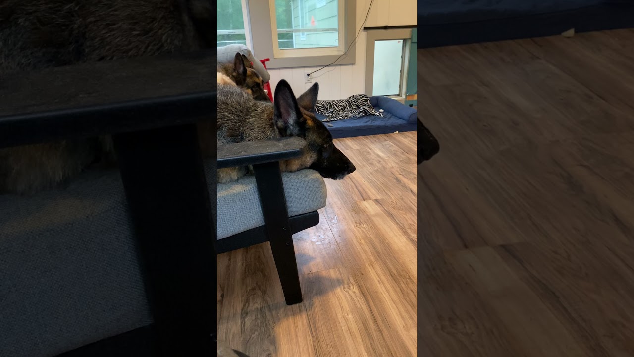 German Shepherd training puppy not to chew furniture.