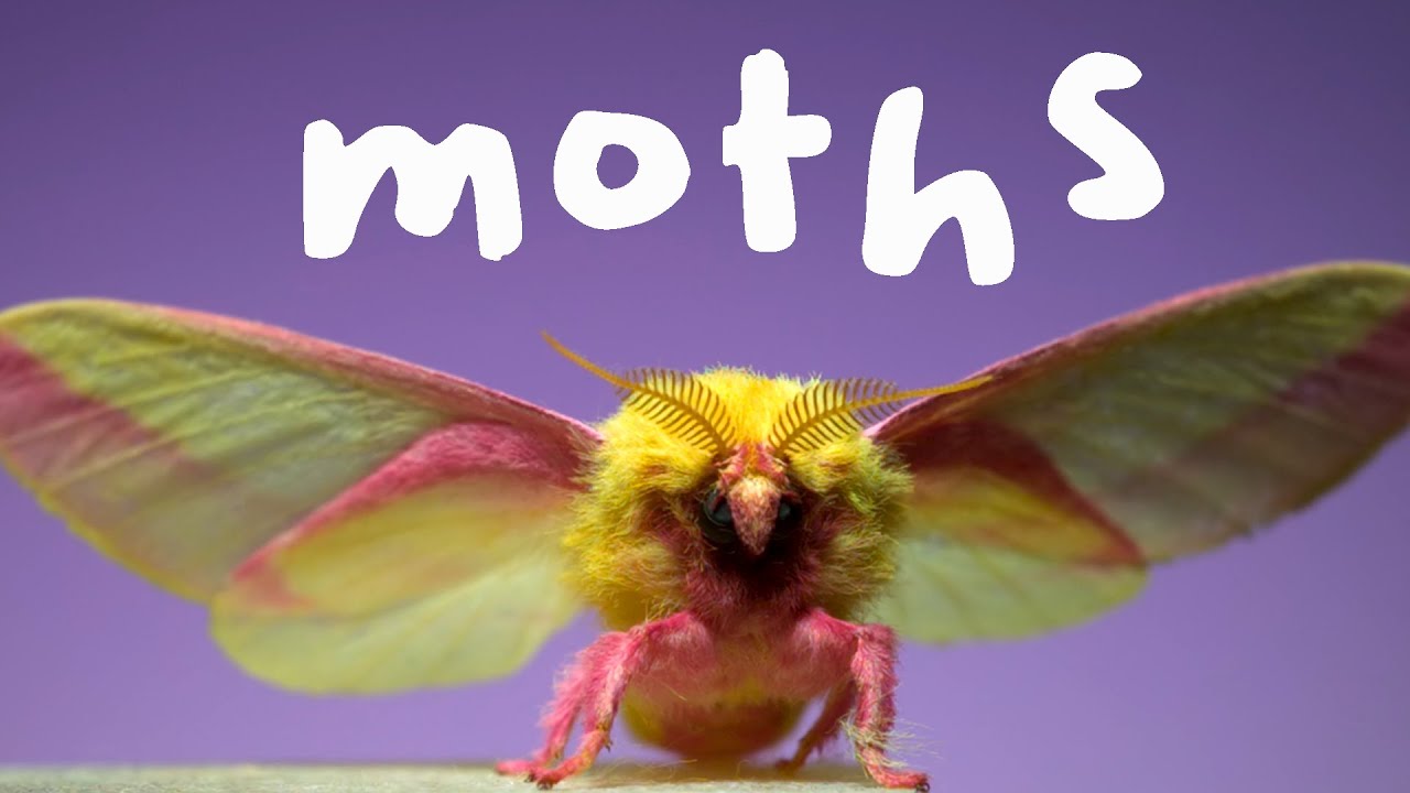 Seven stunning moths in slow motion.