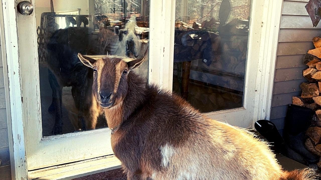 Goat wants to be an indoor dog.