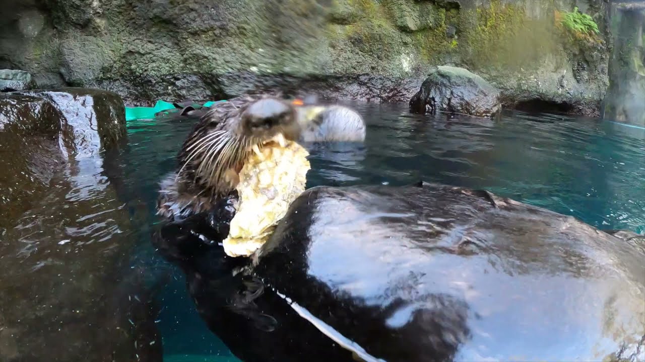 Cute sea otters shuck and eat oysters.