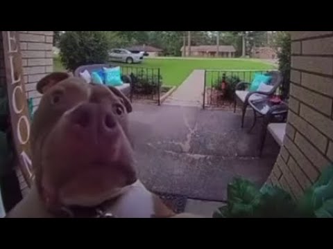 Dog sales ring bell