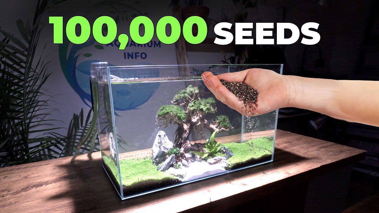 Creating a beautiful Bonsai Tree fish tank.