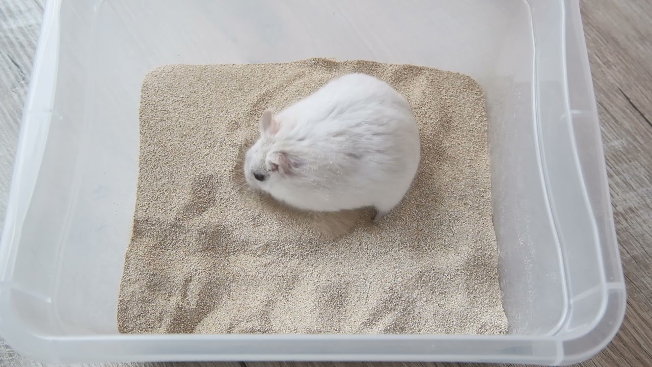 Hamster loves its sand bath.
