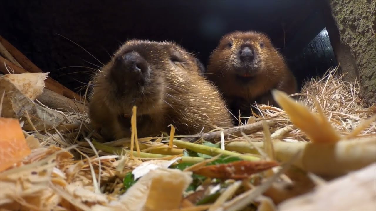 How beavers build a cozy forest lodge.