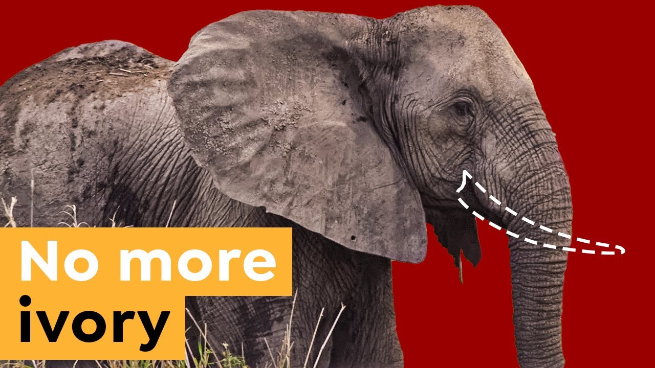 How not growing tusks saved these elephants' lives.