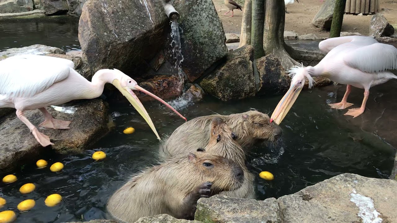 it-s-a-capybara-pelican-party