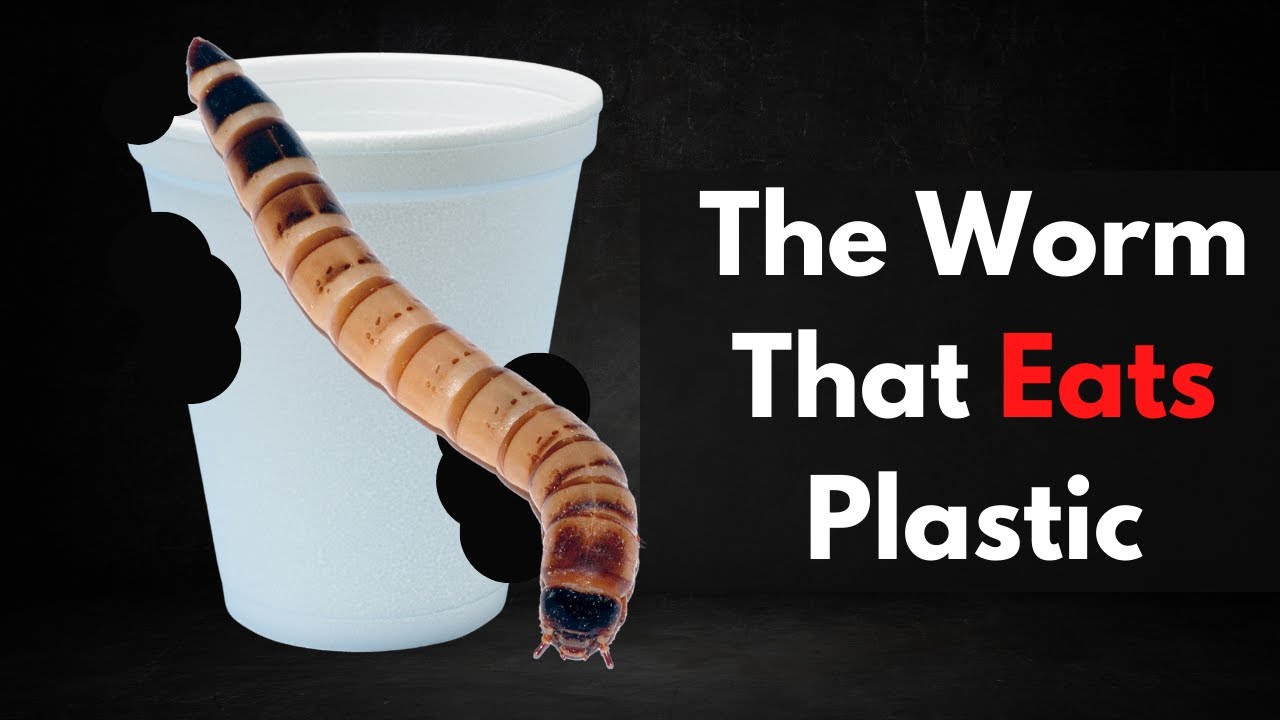 Scientists find plant-eating super worm.