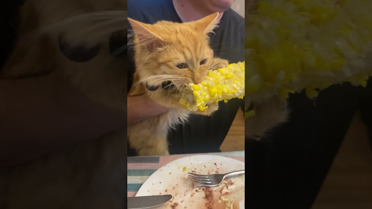 Cat loves corn on the cob.