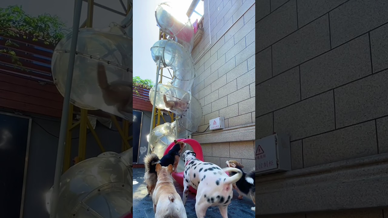 Dogs go down seethrough twisty slide.