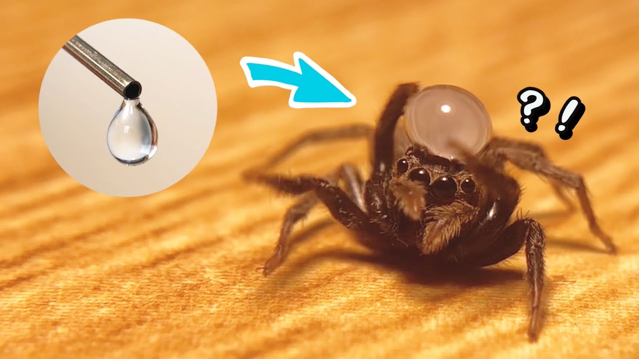 Jumping spider gets water drop hat.