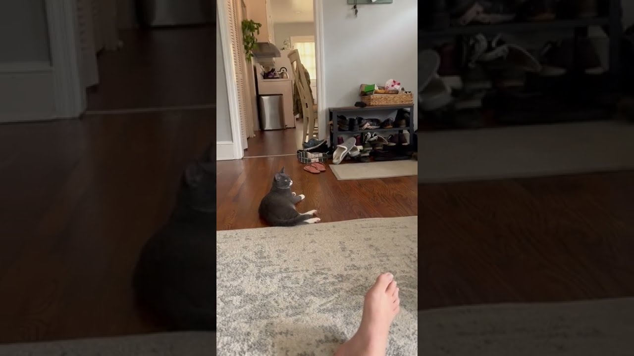 IS THE CAT TRANSLATOR APP LEGIT visual data 3