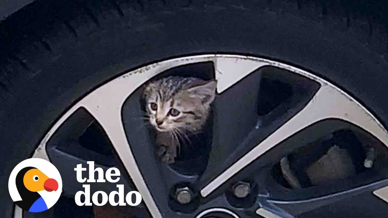Kitten stuck in car asks to be rescued.
