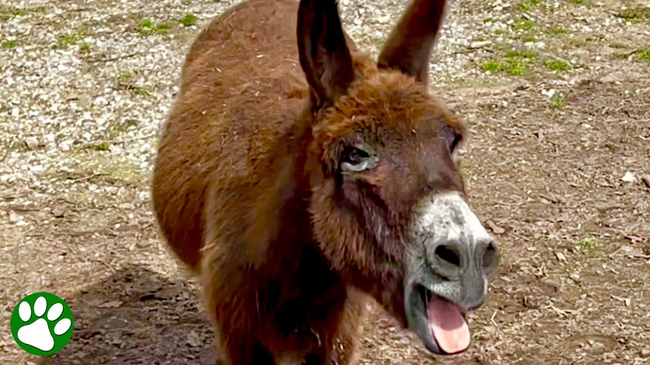 Monte the singing donkey.