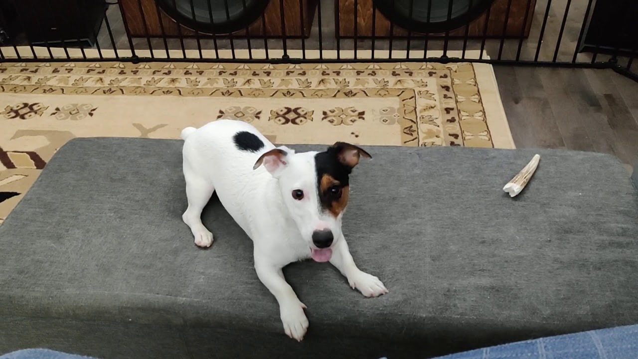 Postbath pooch behavior.