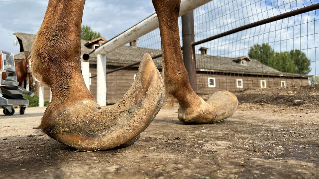 Restoring hooves on Arabian horse.