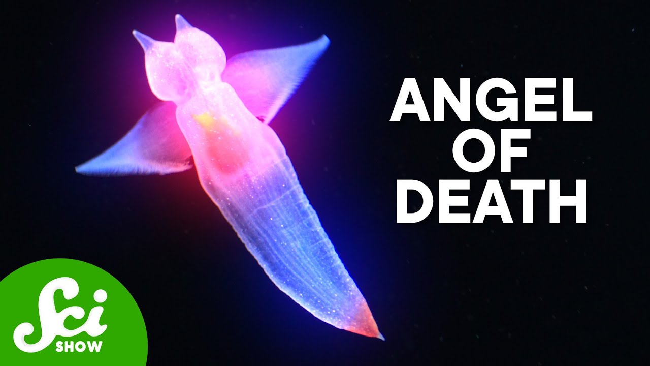 These sea angels are terrifying.