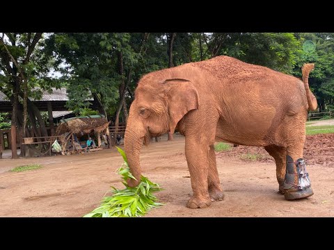 Touching moment when elephant gets prosthetic foot.