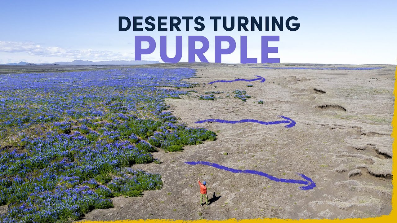 Why Iceland's deserts are turning purple.