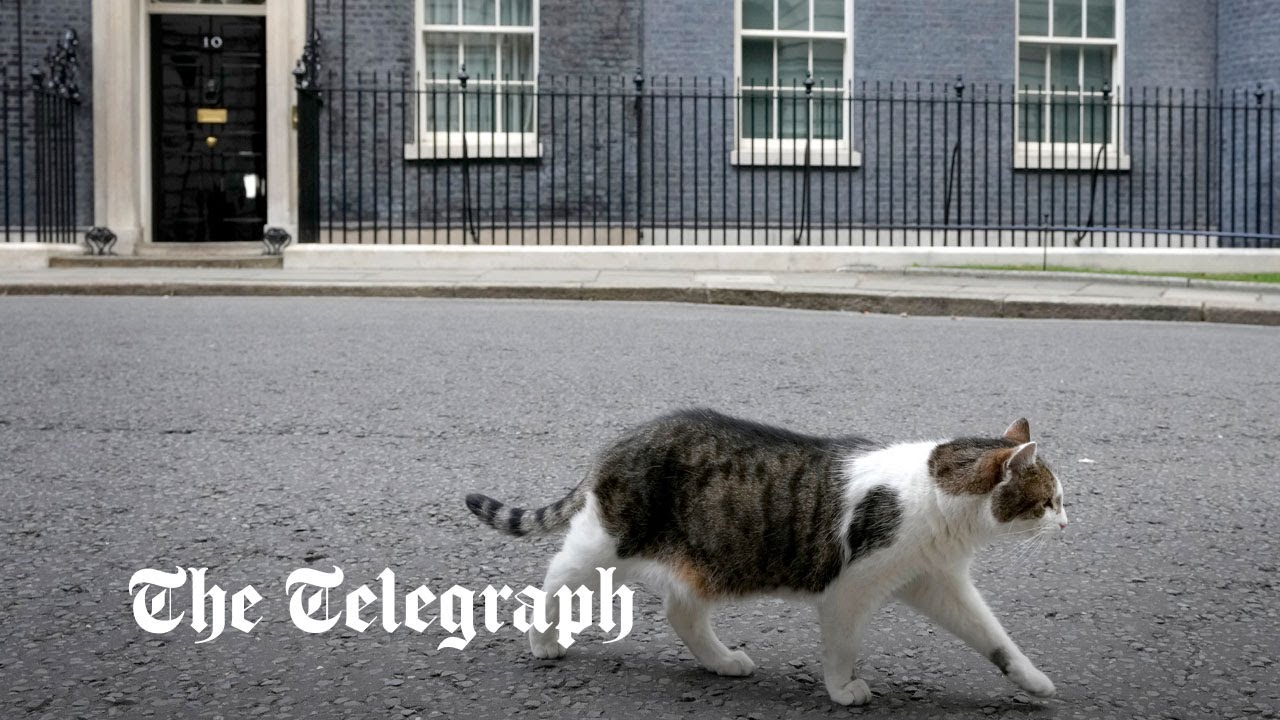 Cat chases fox from No. 10 Downing Street.