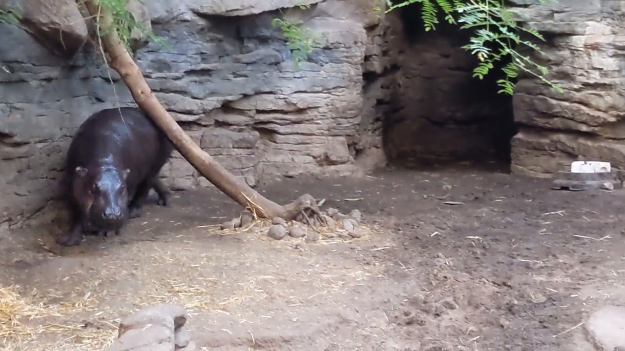 Hippo zoomies.