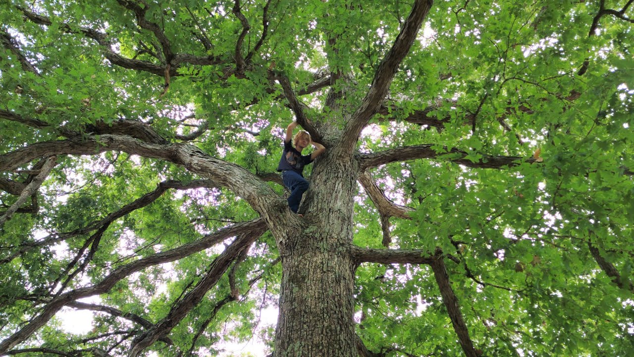 Climbing A Massive Oak Tree climbing-a-massive-oak-tree