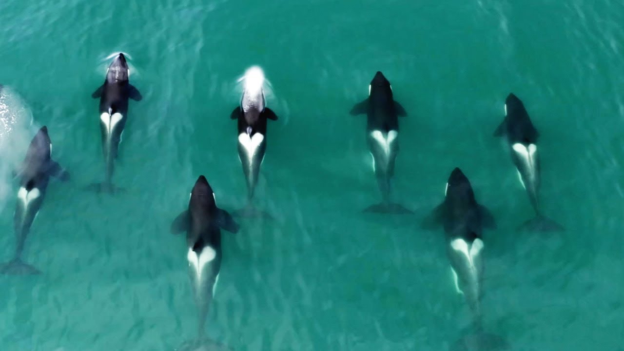 once-captive-orca-thrives-again-in-the-wild