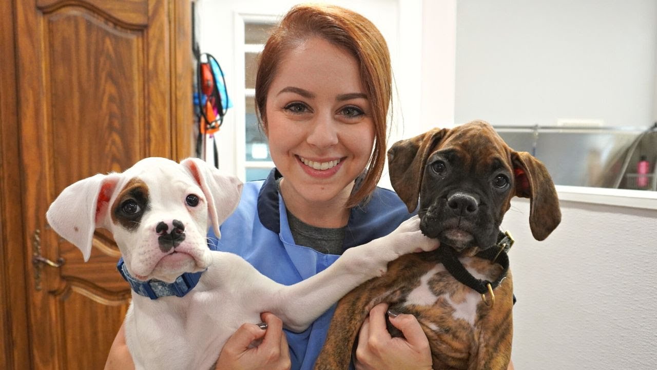 Once Dogs Why you shouldn't get two puppies at once.