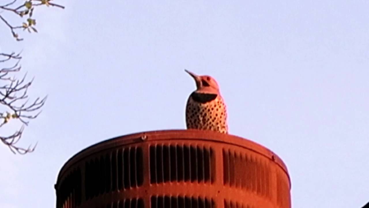 Cheeky woodpecker pounds on metal roof.
