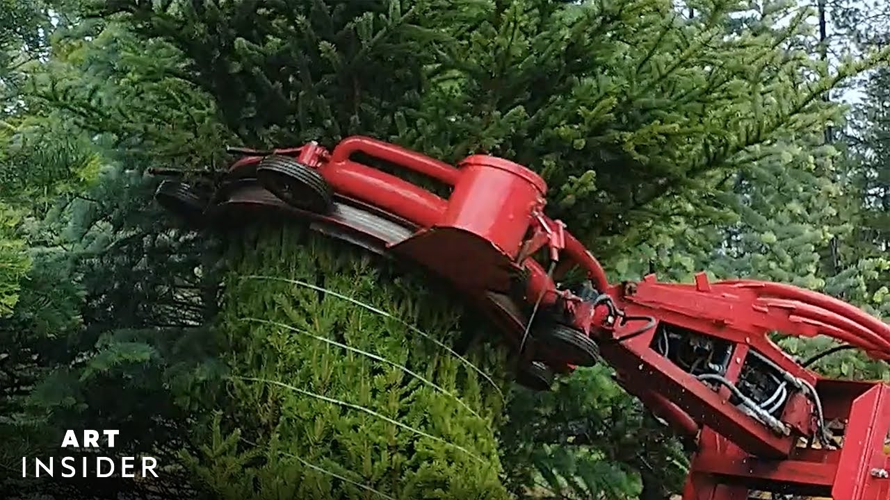 How Christmas trees are harvested.