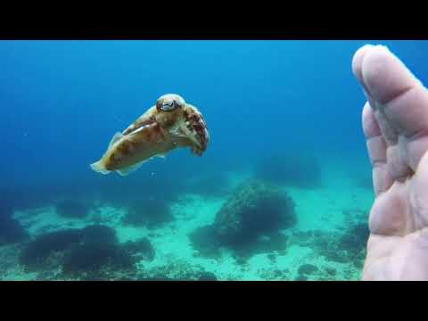 Hanging out with friendly cuttlefish.